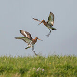 Black-tailed godwits